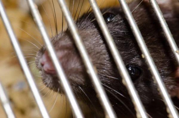 Understanding the Health Risks Associated with Sewer Rats